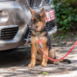 Chiot Berger Allemand devant une voiture