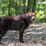 Labrador chocolat en forêt