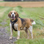 Beagle dans un champ