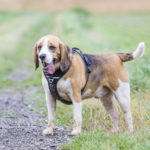 Beagle en balade canine