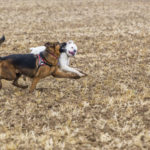 Deux chiens jouent dans un champ
