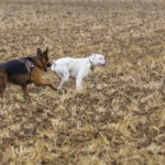 deux chiens se courent après dans un champ