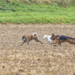 trois chiens jouent ensemble dans un champ