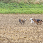 les chiens s'amusent ensemble dans un champ