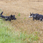 deux chiens jouent dans un champ