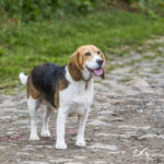 Beagle en balade