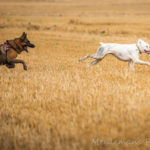 deux chiens courent dans un champ