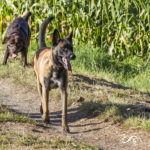 Labrador et Malinois en balade