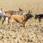 Des chiens se baladent dans un champ
