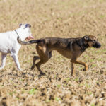 Deux chiens se baladent dans un champ