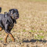 Rottweiler dans un champ