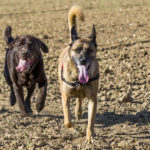 Labrador et Malinois dans un champ