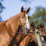 Quatre chevaux