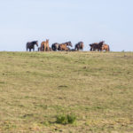 Chevaux dans une prairie