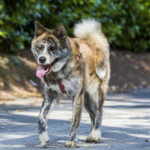 Akita en promenade