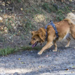 Petit chien en balade canine