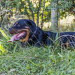 Rottweiller couché dans l'herbe