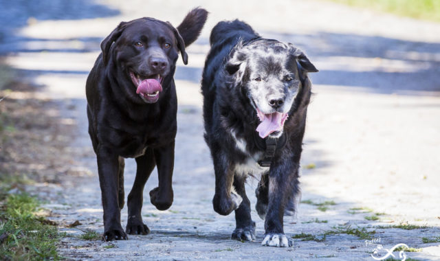 Labrador et chien croisé côte à côte
