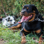 Deux chiens couchés dans l'herbe