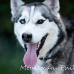 Husky yeux verron