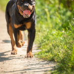 Rottweiler se balade sur un chemin de terre