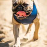 Bouledogue français dans le sable