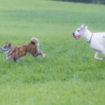 Akita et dogue Allemand courent ensemble