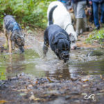 Rottweiler, dogue allemand et autres congénères profitant de l'eau